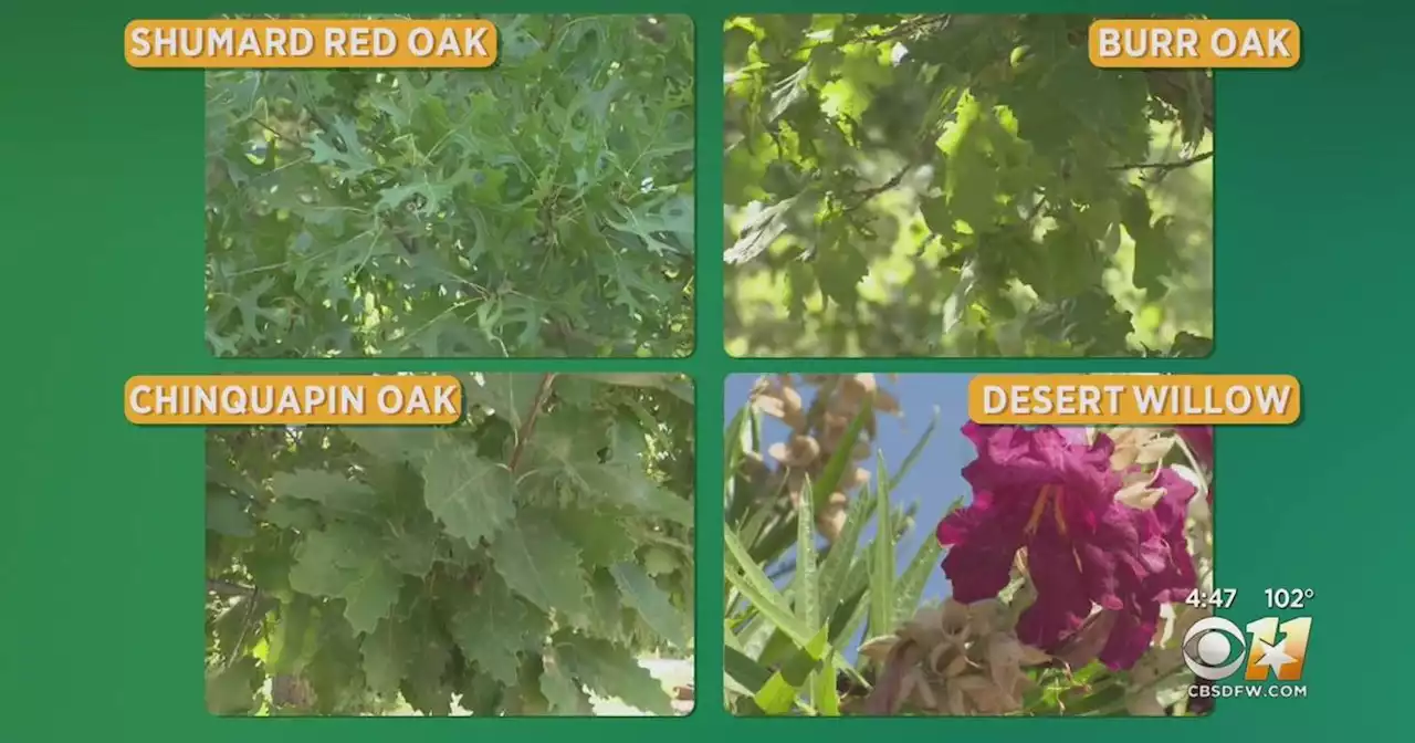 Gardening 101: Shade trees