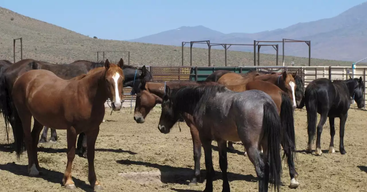 Biggest US holding pen planned for wild horses faces suit