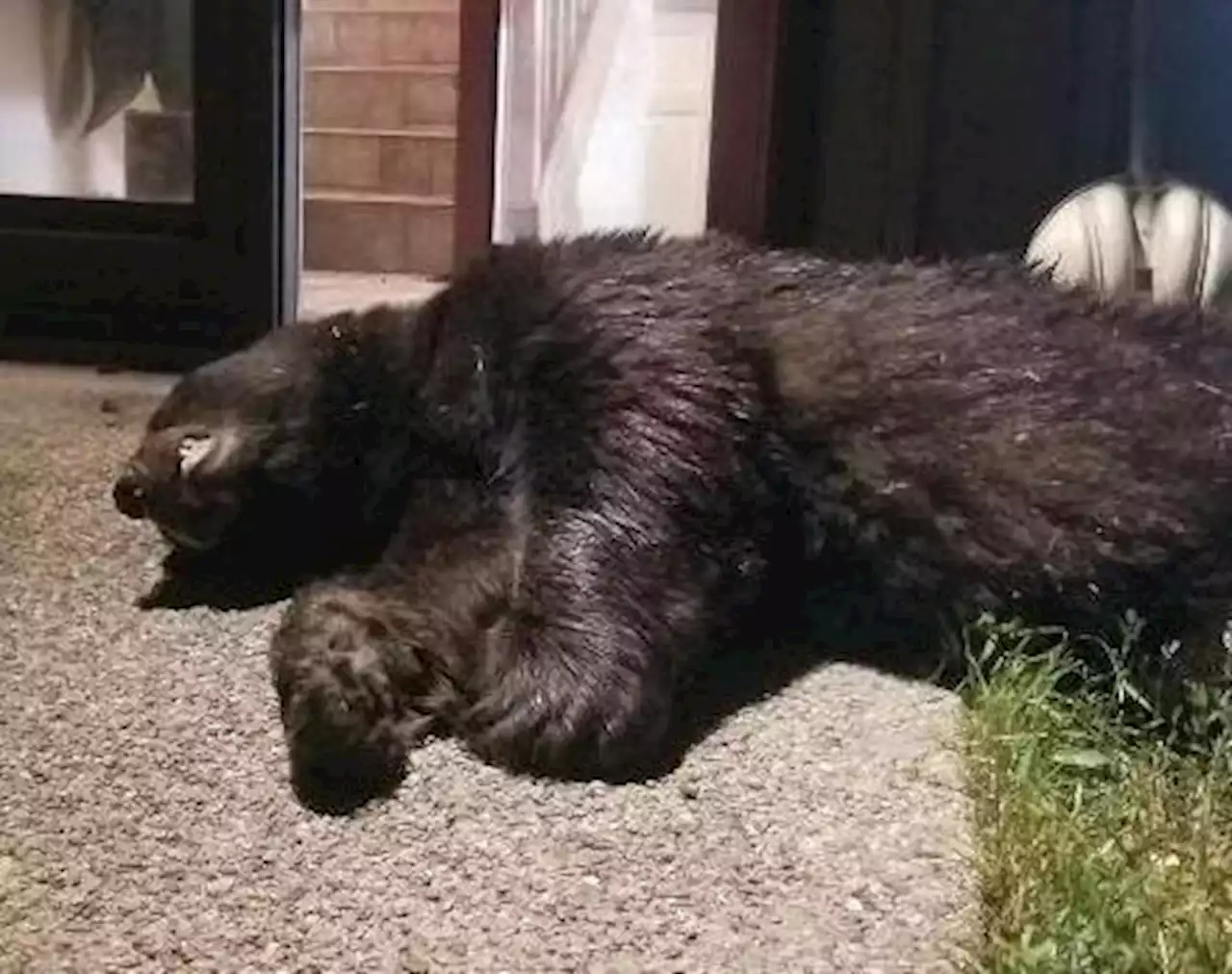 Steamboat Springs man shoots, kills bear after it entered his home