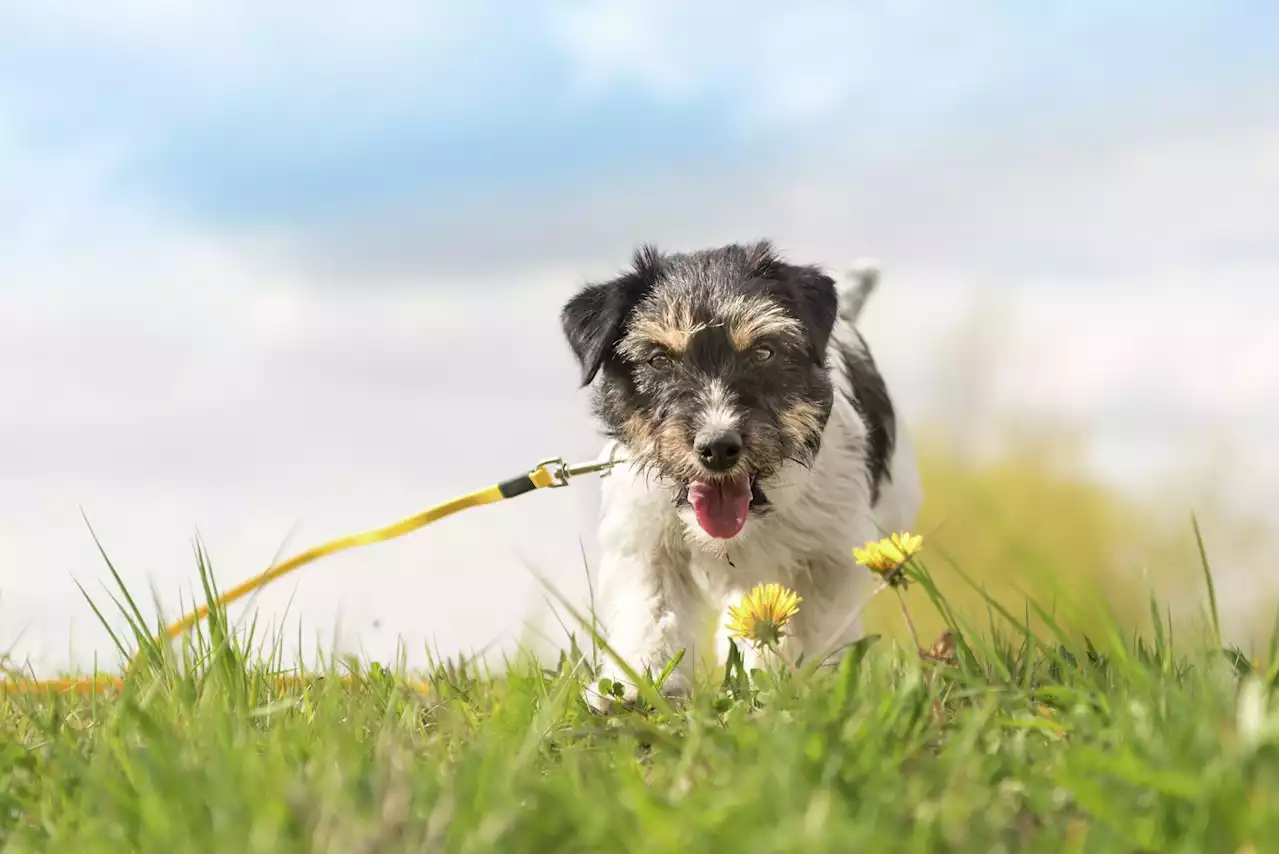 Hemp's OK, but anxious dogs need exercise, too