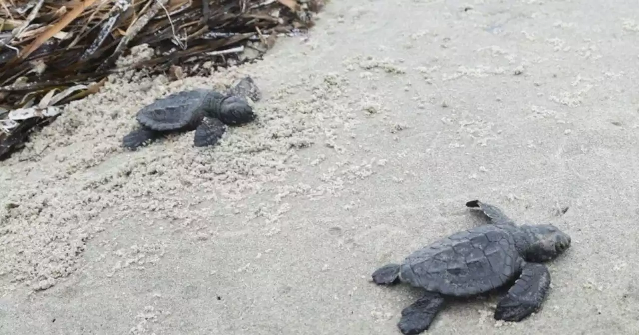 World's smallest, most endangered sea turtle species seen hatching after decades of waiting