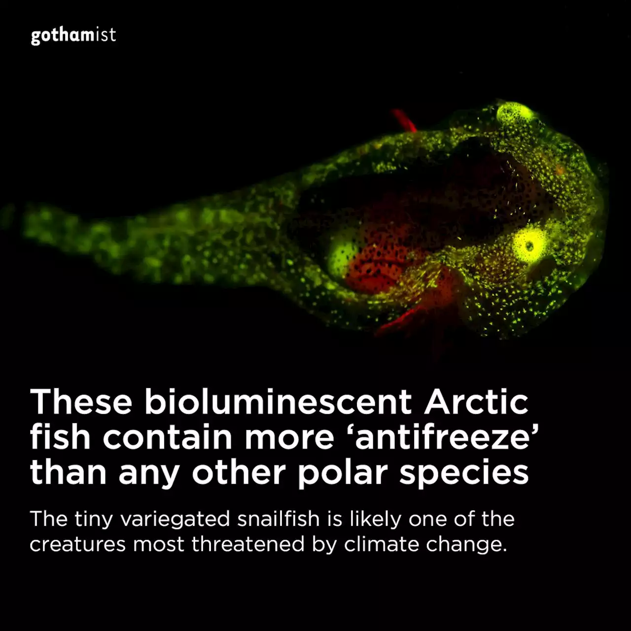 These bioluminescent Arctic fish contain loads of ‘antifreeze’ — more than any other polar species