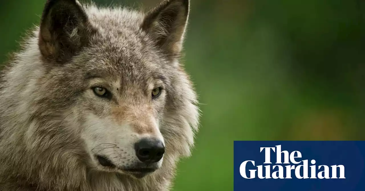 Canada conservation officers seek runaway wolf days after zoo break-in