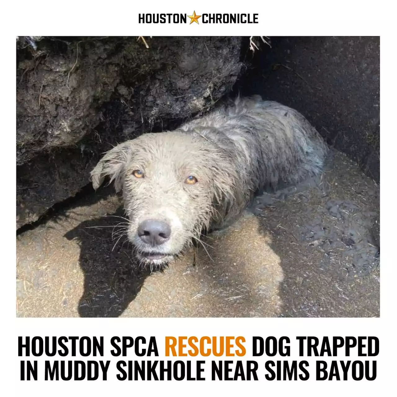 Houston SPCA rescues dog trapped in muddy sinkhole near Sims Bayou