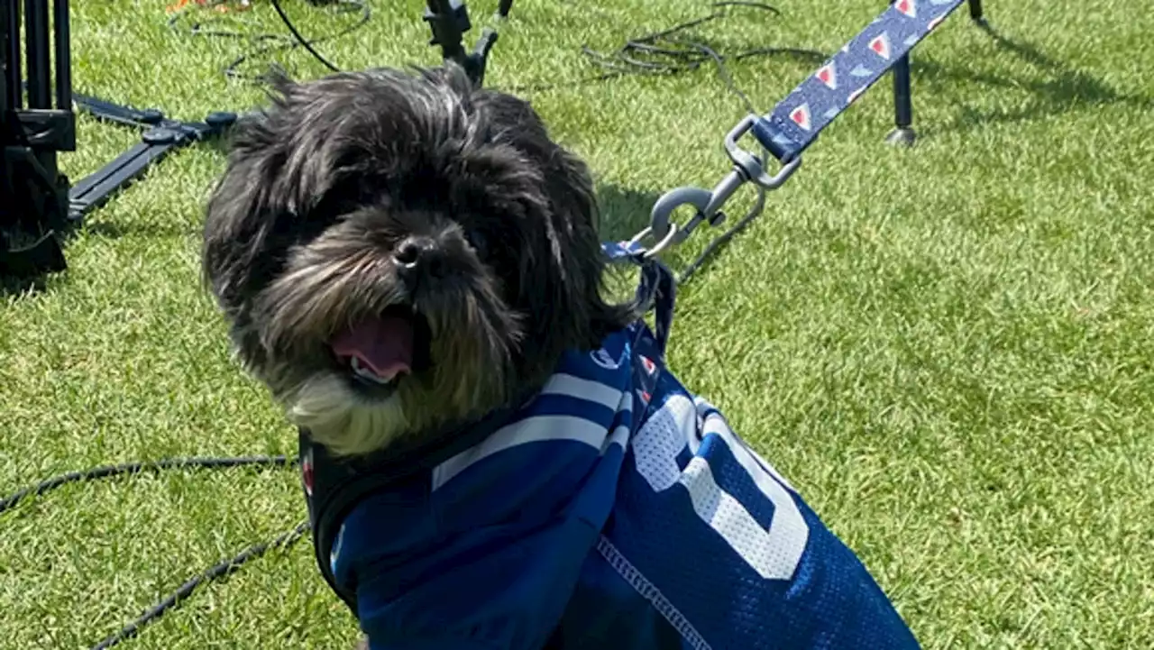 Doyel: The fights are OK, Alec Pierce is good, Drake the dog great at Colts-Lions practice