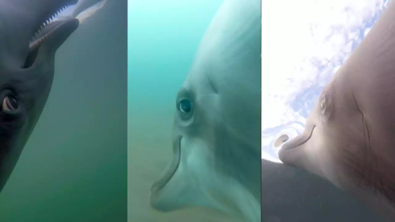 US Navy’s camera-wielding dolphins reveal wild side of the sea-mammal