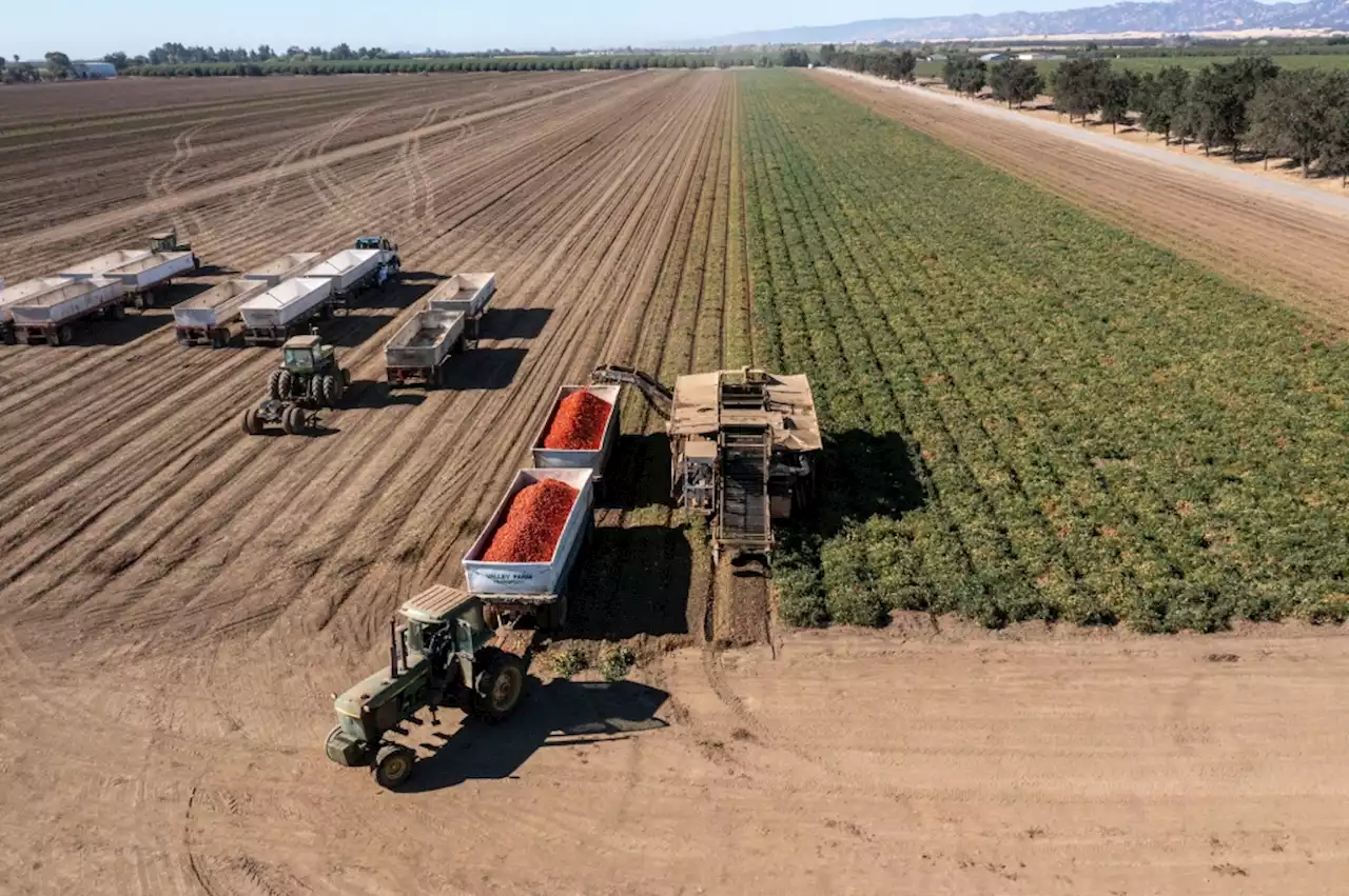 U.S. farmers are killing their own crops and selling cows because of extreme drought