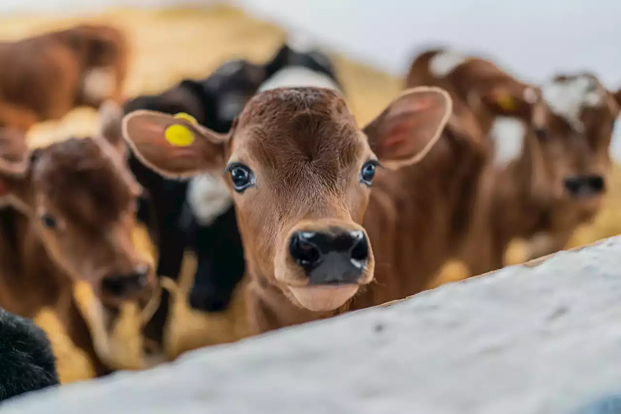 Be Healthy. La nutrición animal también busca una evolución sostenible