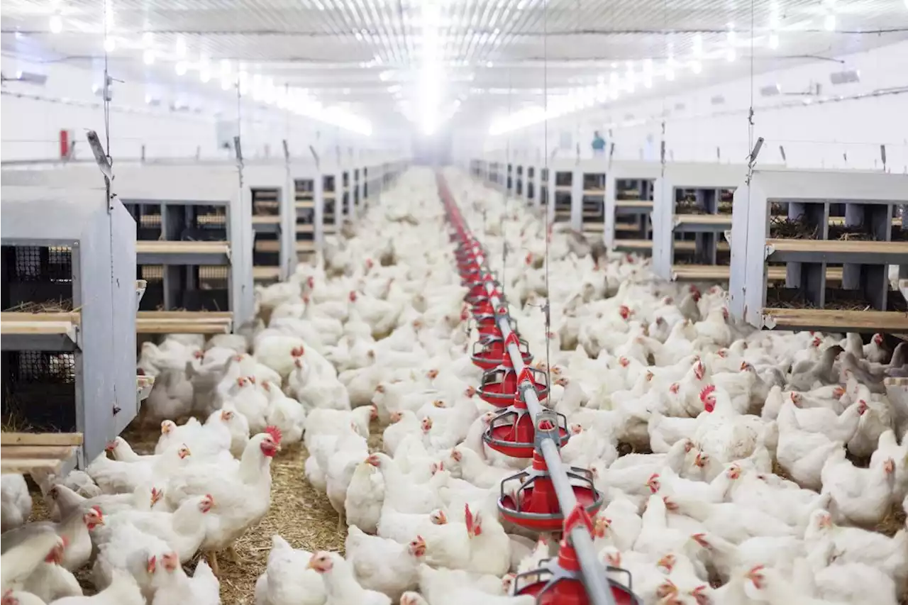 SA suspends anti-dumping duty on Brazilian chicken