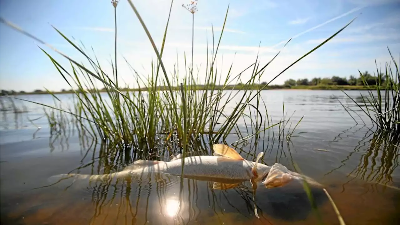 Fischsterben in der Oder: Welche Rolle Hitze und Trockenheit spielen