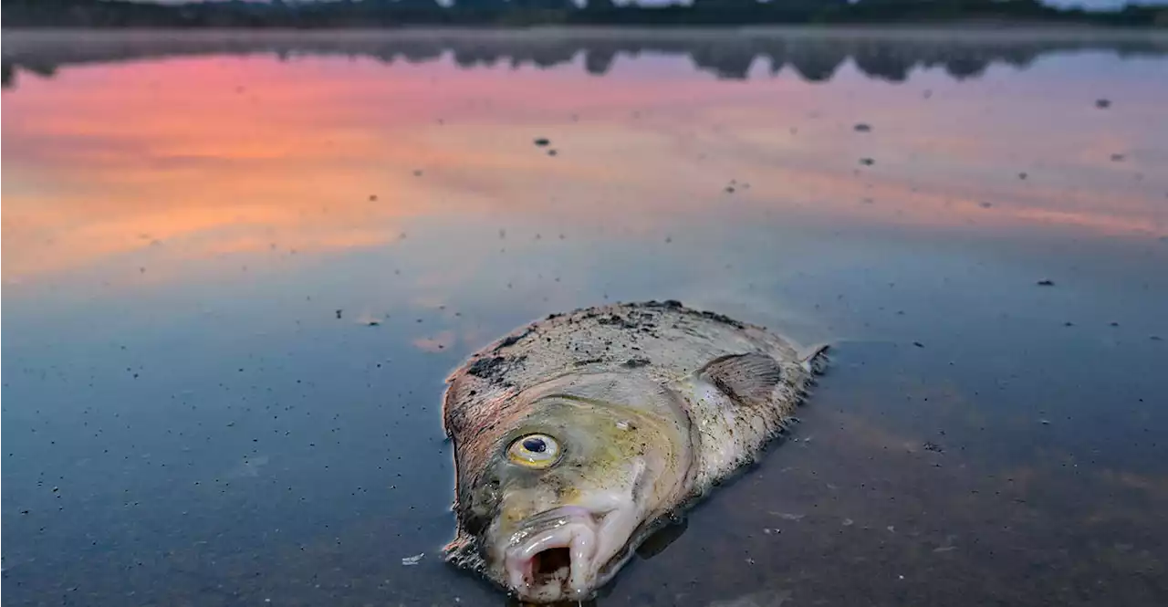 Extremes Fischsterben: Giftige Algen in der Oder entdeckt
