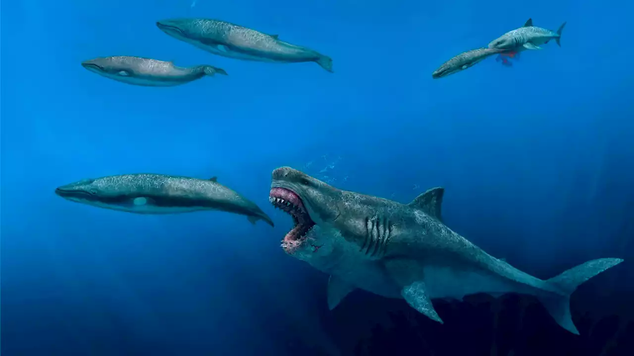 Giant 'Superpredator' Megalodon Sharks Once Roamed the Seas, Feasting on Huge Meals