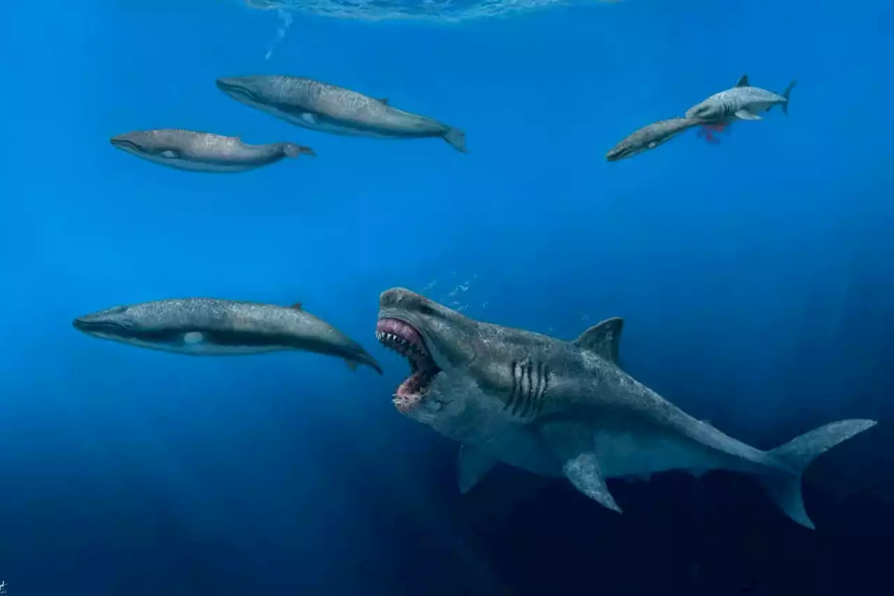 Ancient megalodon shark could eat a whale in just a few bites