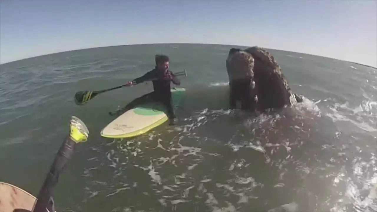 Increíble: dos surfistas navegaron por una hora con ballenas en Monte Hermoso | Un hermoso recuerdo