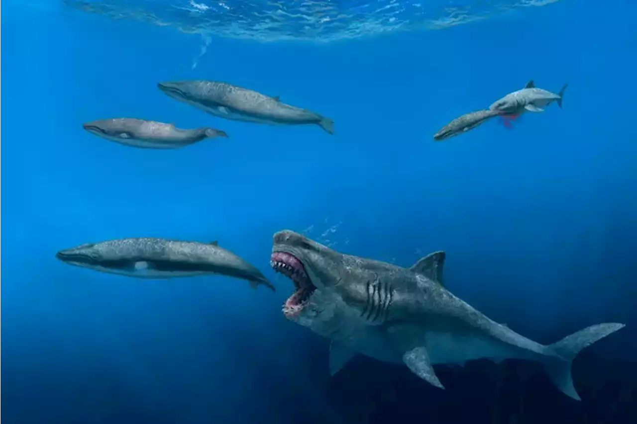 Megalodons, ancient sharks larger than a school bus, once roamed the seas and feasted on huge meals, study says