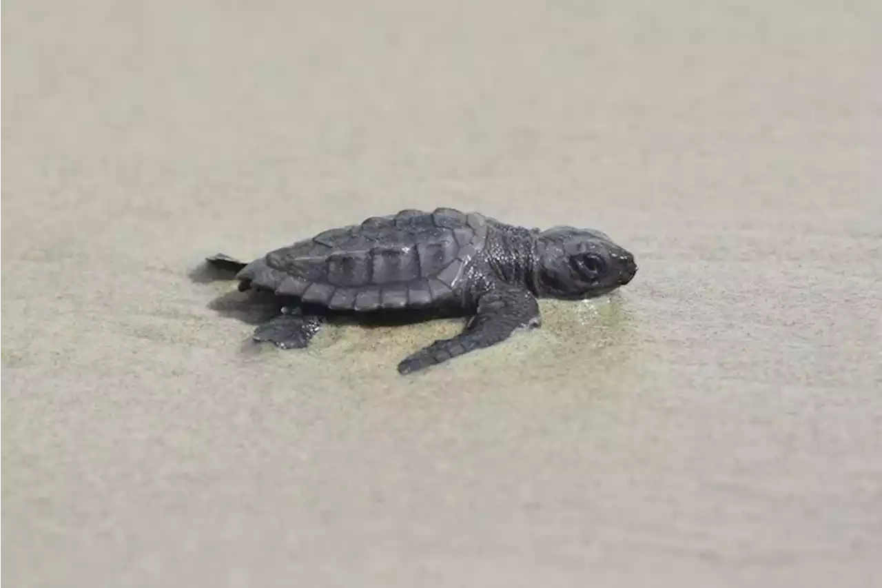 World’s smallest, most endangered sea turtles hatch in Louisiana for the first time in more than 75 years