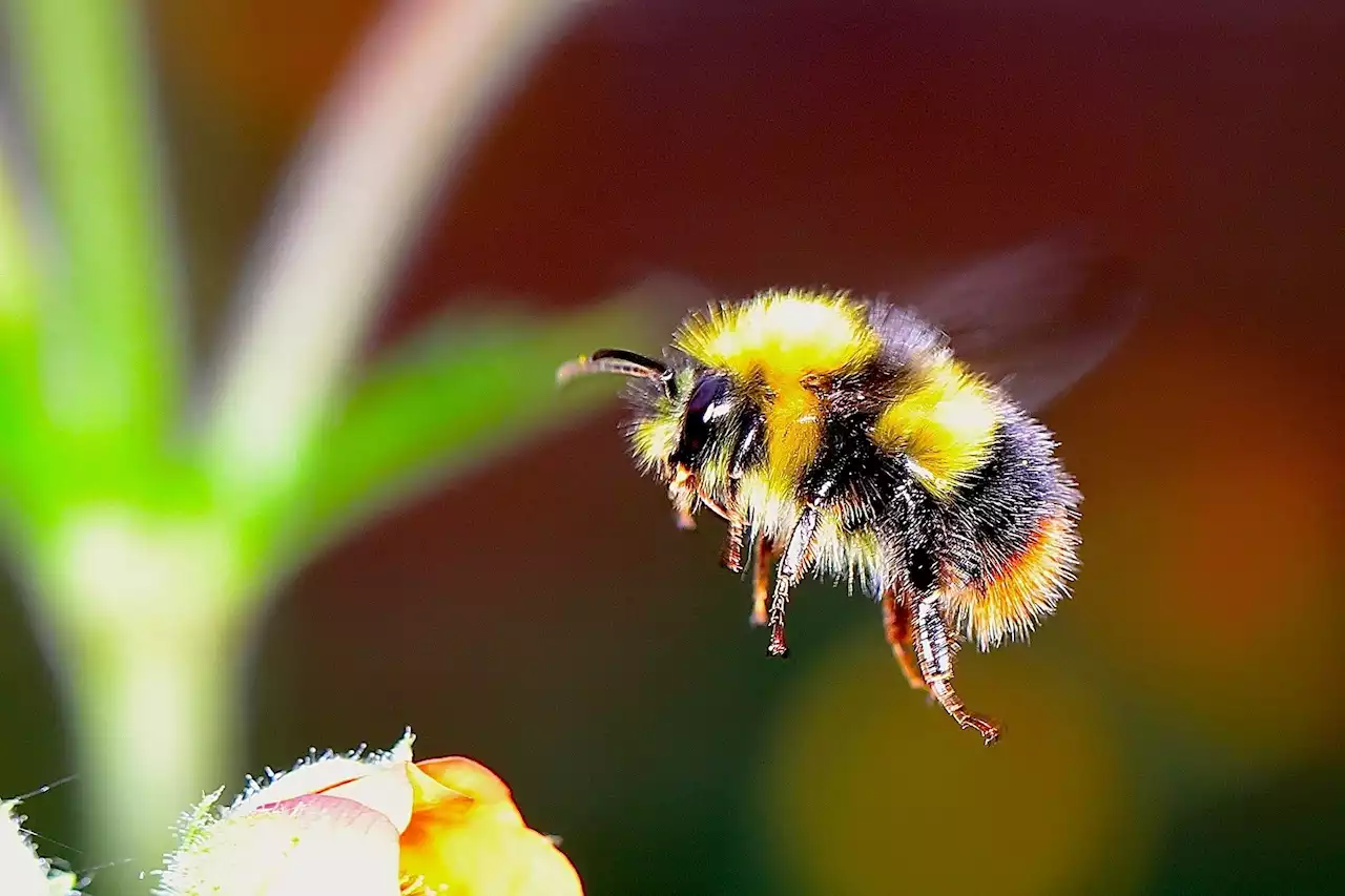 Museum collections indicate bees increasingly stressed by changes in climate over the past 100 years