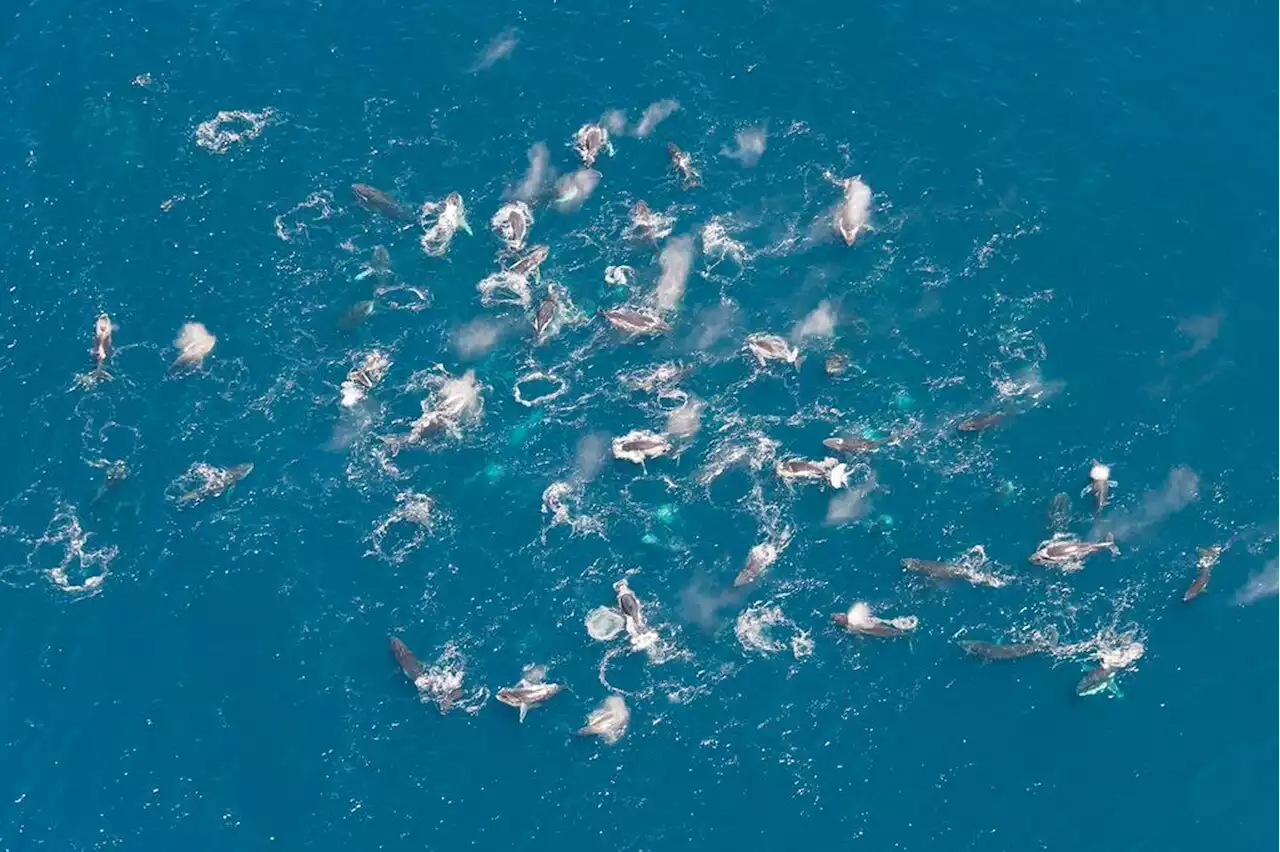 Humpback whales are organizing in huge numbers, and no one knows why