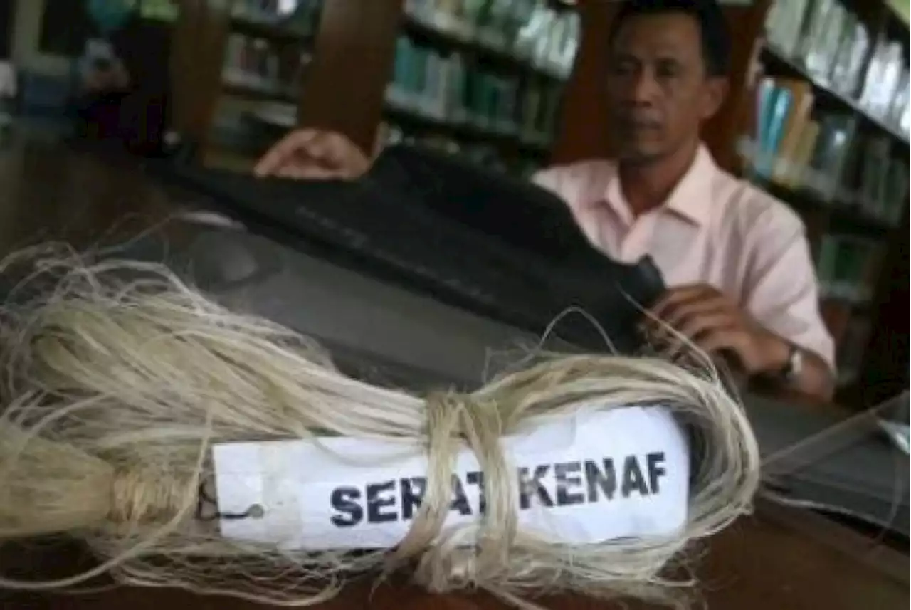 Kembangkan Industri Kenaf di Asia Tenggara, KVG Bidik Indonesia |Republika Online