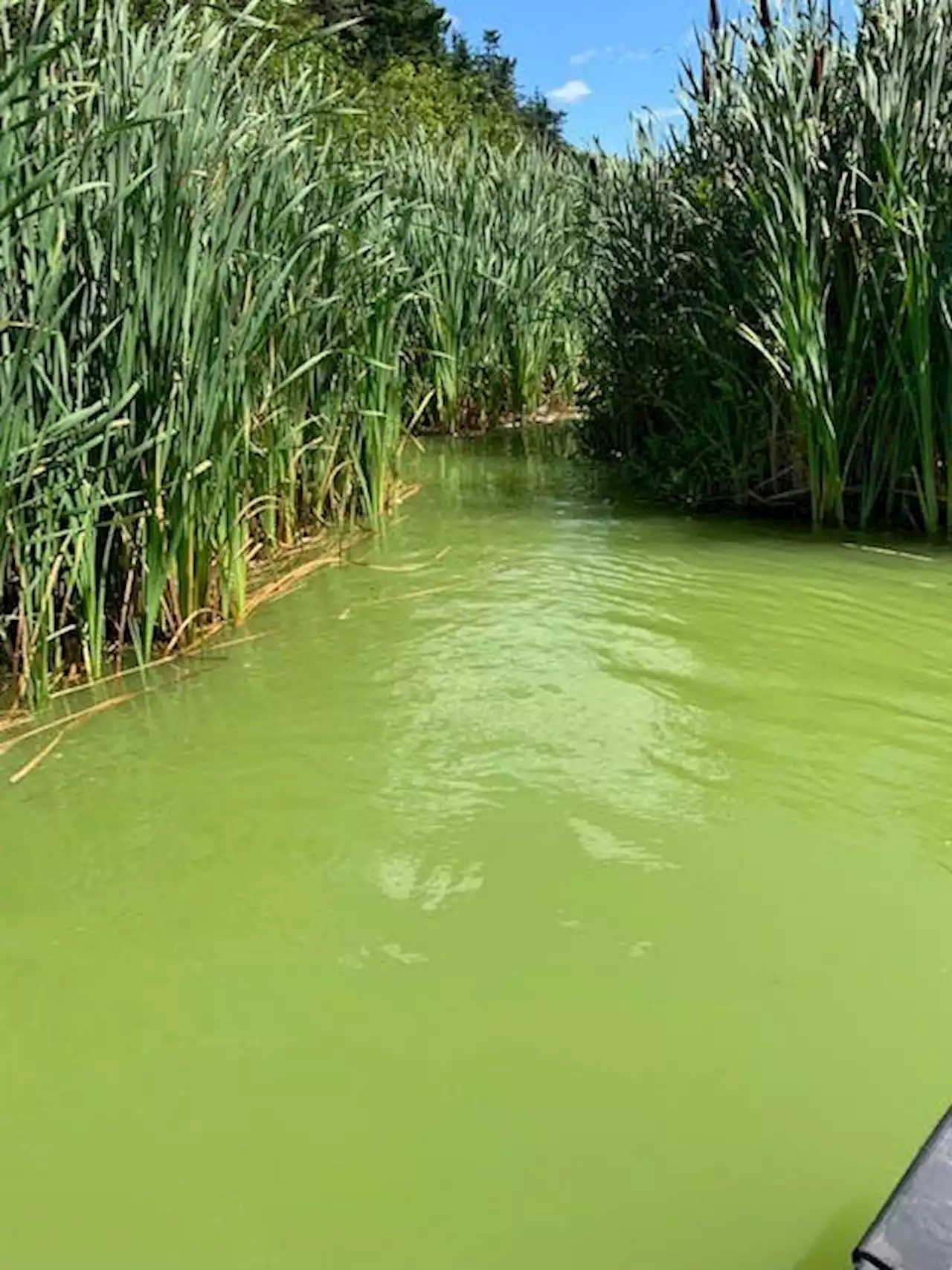 Blue-green algae found in two P.E.I. ponds: swimmers beware | SaltWire