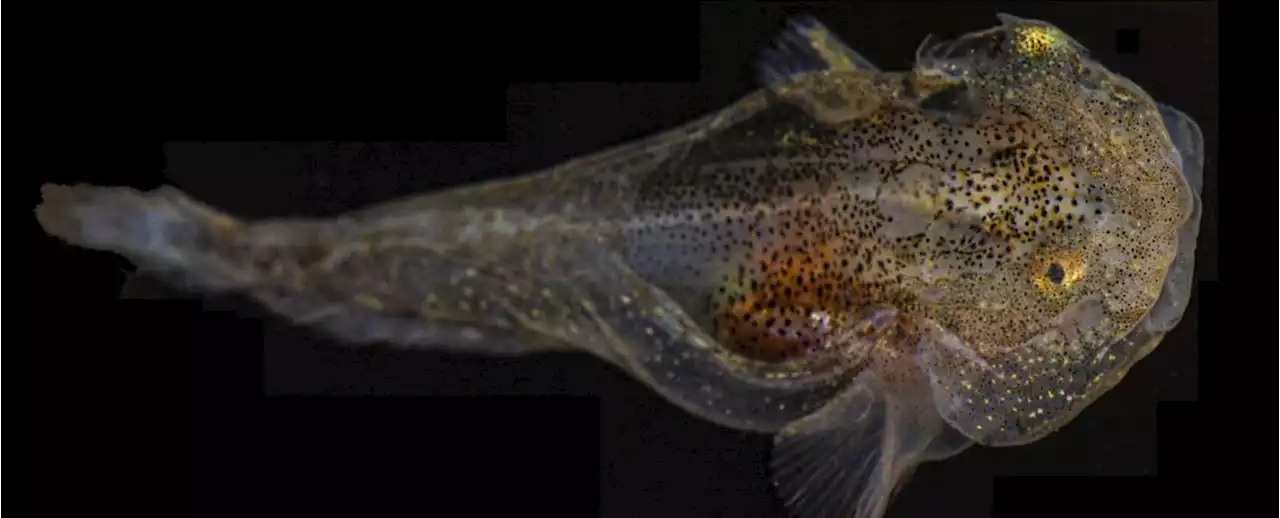 This Arctic Fish Is Packed to The Gills With Antifreeze, Scientists Discover