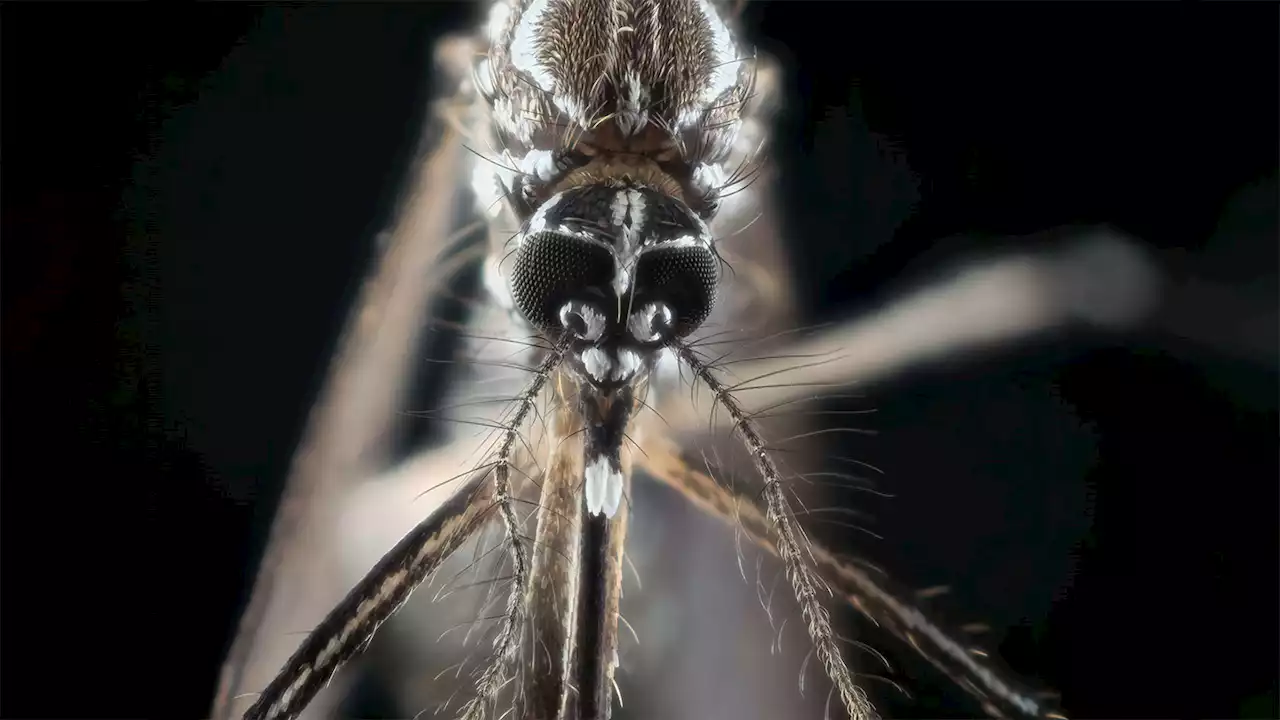 Why mosquitoes are especially good at smelling you