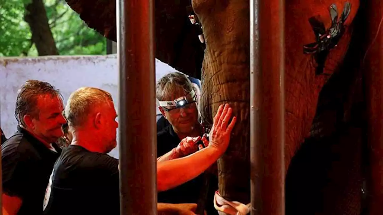 Seekor Gajah Berhasil Disembuhkan Usai Infeksi Gigi Bertahun-tahun