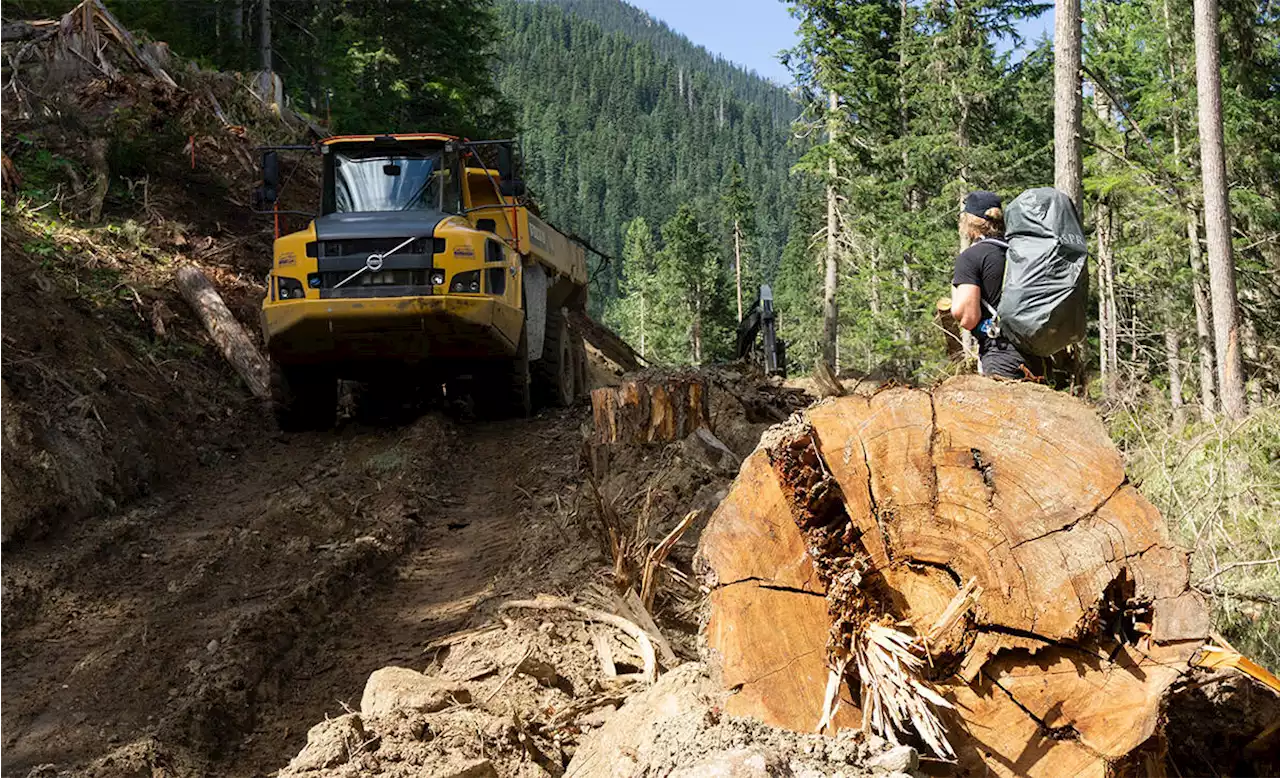 Skeena region timber businesses amiss on road and fire safety: watchdog - Terrace Standard