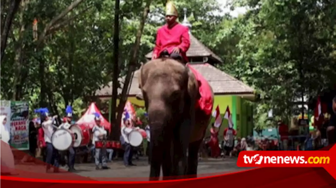 Unik! Meriahkan HUT ke-77 RI, Kebun Binatang Semarang Gelar Karnaval Satwa Khas Indonesia