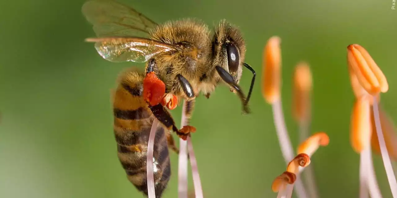 Iowa college’s efforts to attract more bees ‘working’ after students’ discovery