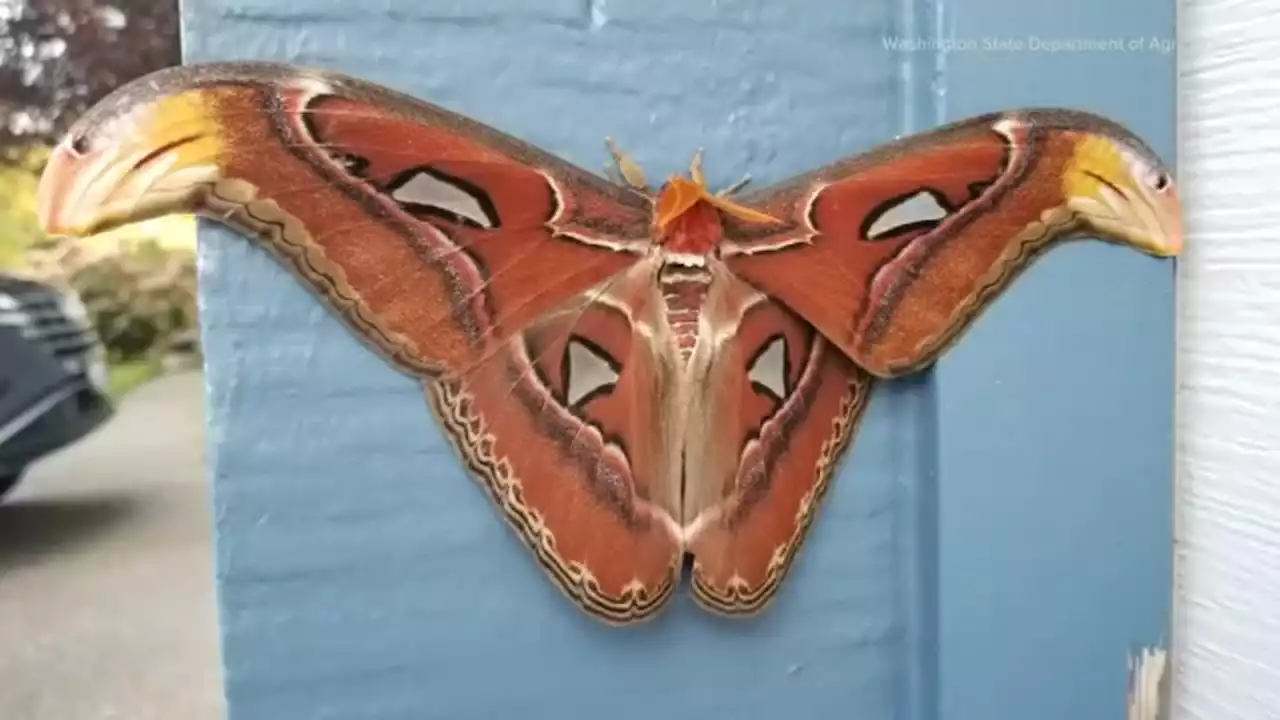 Atlas moth, one of world's largest with 10-inch wingspan, spotted for first time in US: Researchers