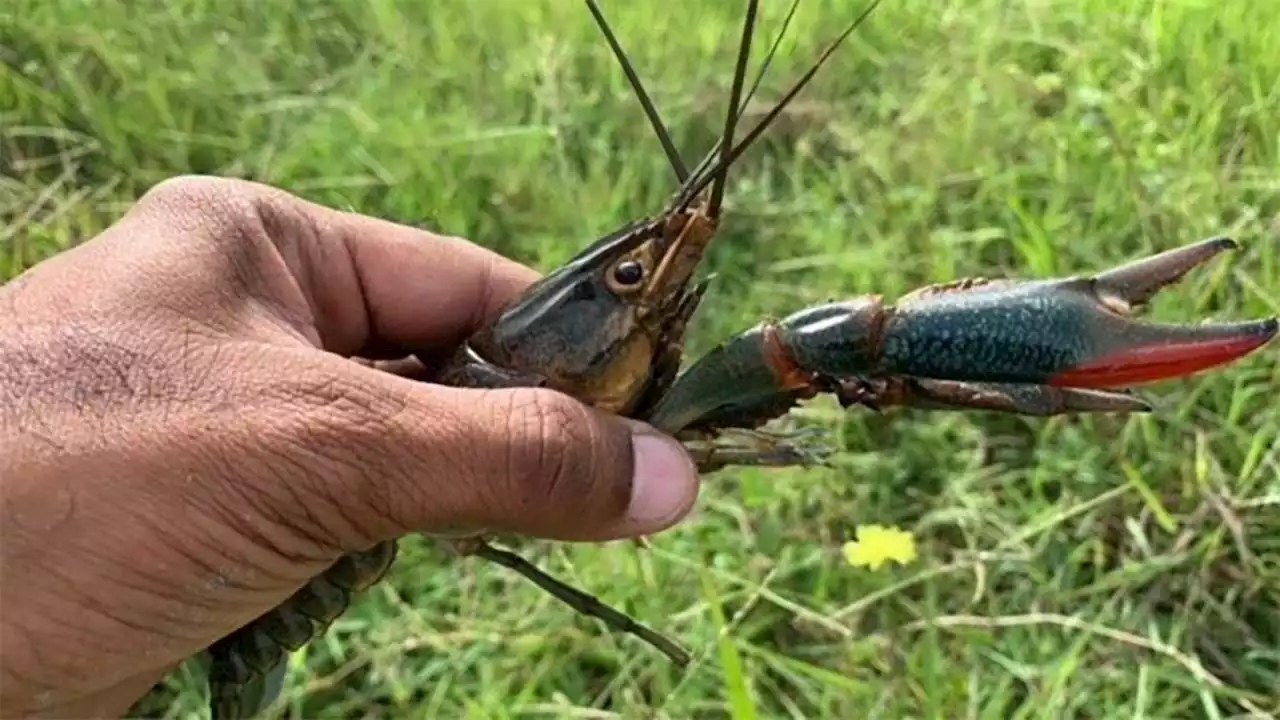 Texas Parks and Wildlife experts concerned with reproduction of invasive Australian Redclaw Crayfish