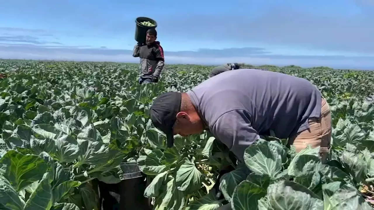 Heralded as heroes, Bay Area farmworkers still in the shadows post-pandemic