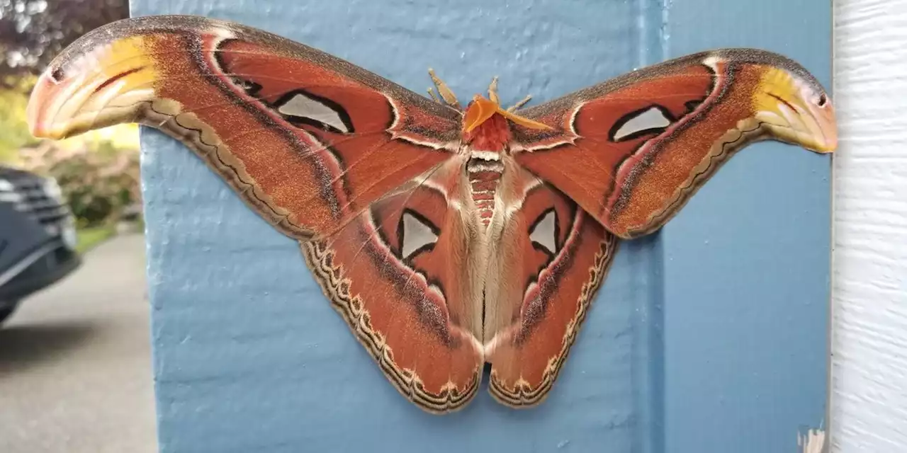 World’s largest moth found in US for first time, officials say