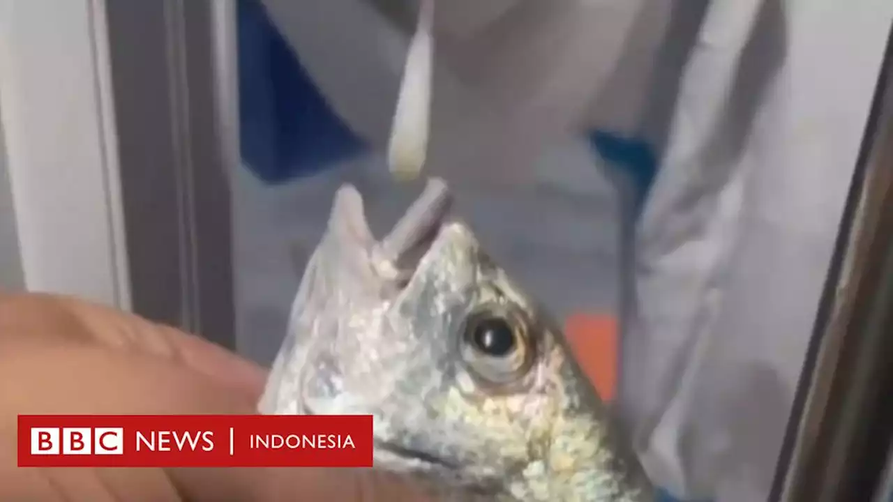 Covid di China: Ikan dan kepiting wajib tes 'swab' karena kasus meluas - BBC News Indonesia