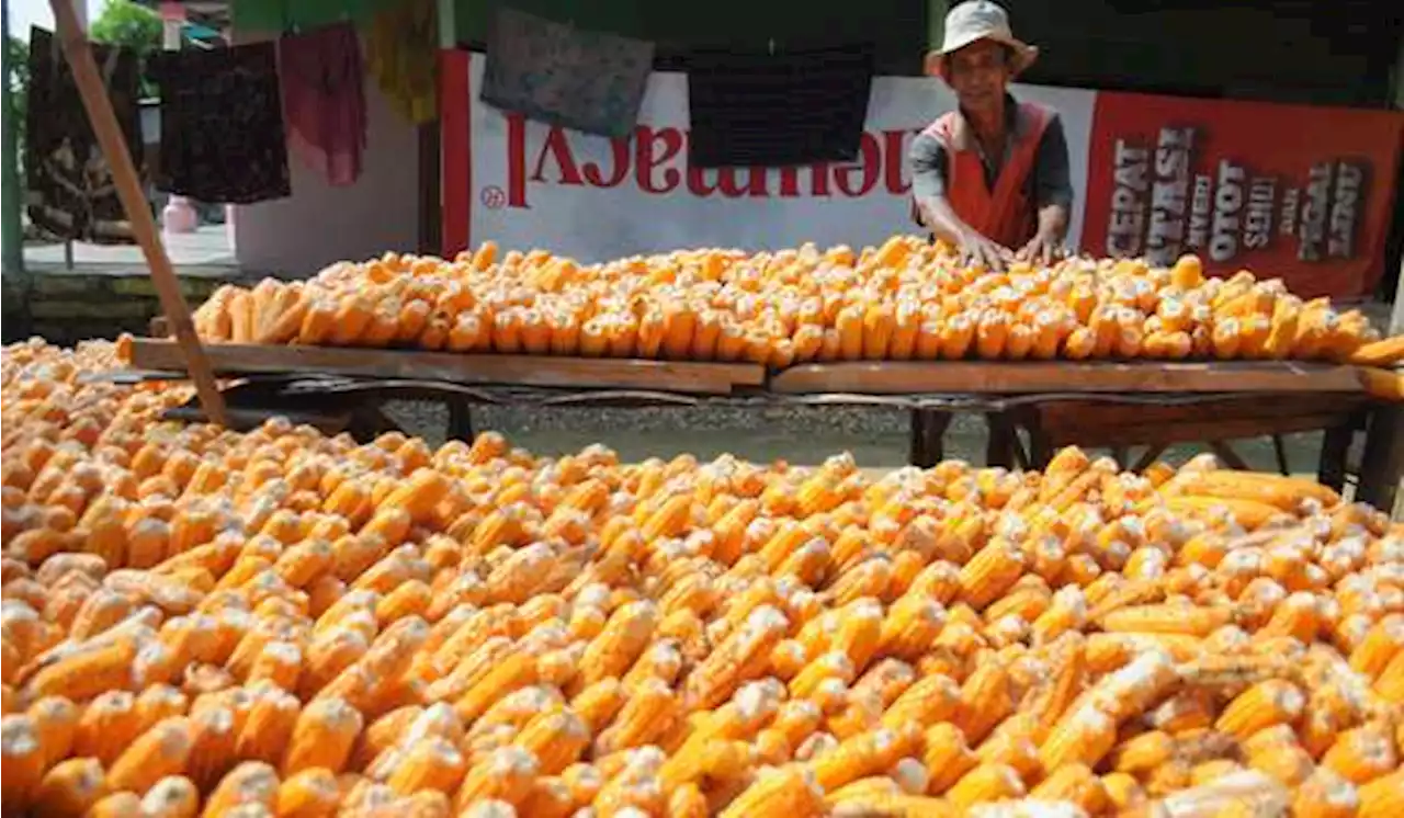 Bulog Jajaki Peluang Ekspor Jagung Pakan Ternak ke Filipina