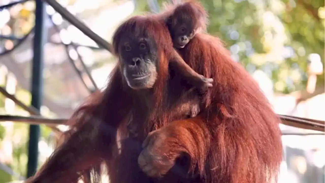 Meet Wali: Toronto Zoo's newest baby Sumatran orangutan | CBC News