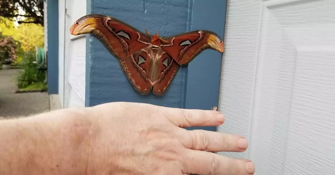 One of the world's largest moths has been found for the first time in the U.S. – and scientists don't know how it got here