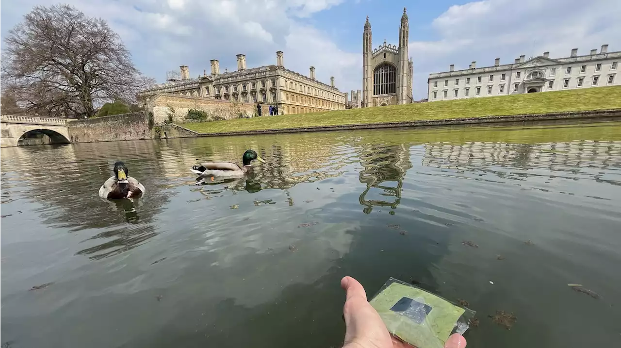 Floating 'Artificial Leaves' Produce Clean Fuel