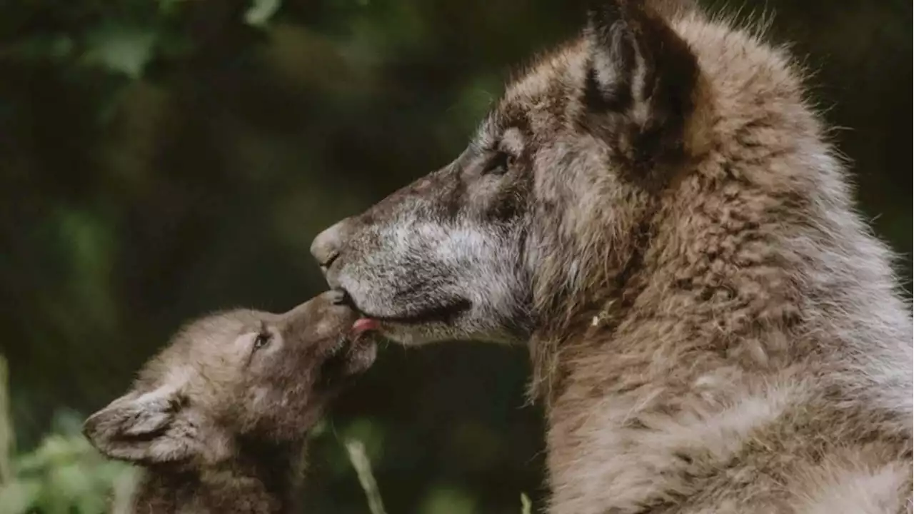 Lost wolf found, returned to zoo after apparent break-in at Vancouver attraction