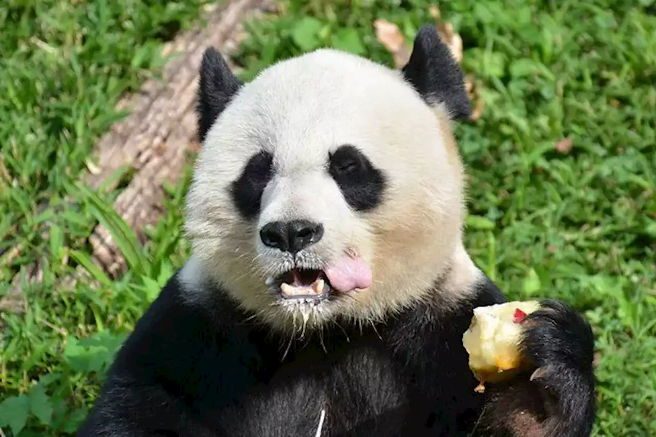 Let The Pandas Eat Cake! Xiao Qi Ji Celebrates His Second Birthday Sunday At The National Zoo