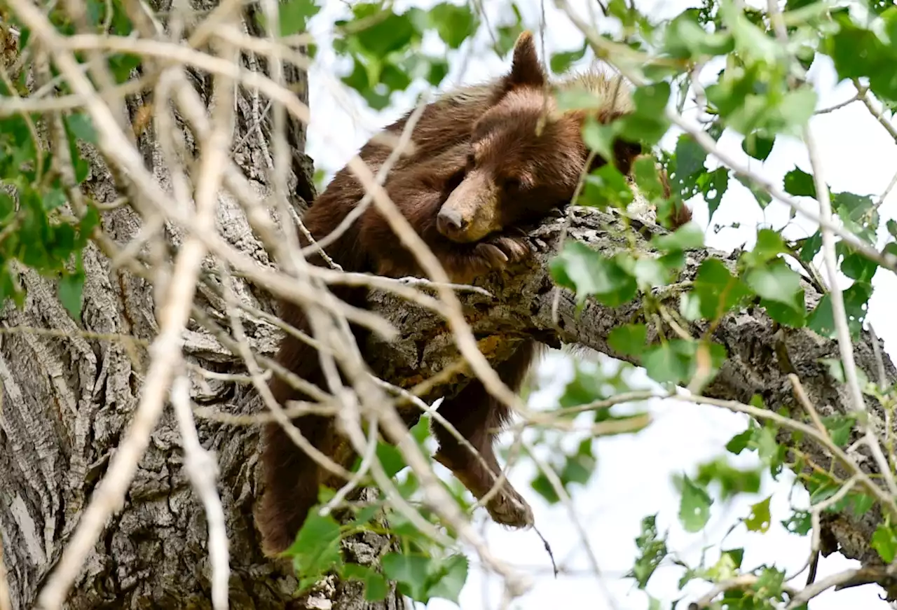 Bear activity in Colorado likely to increase as bears fatten up ahead of winter