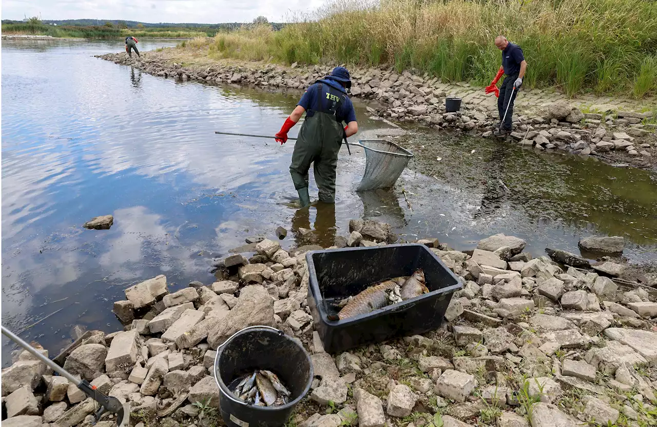 Fischsterben in der Oder - Polens Vize-Außenminister weist Kritik zurück