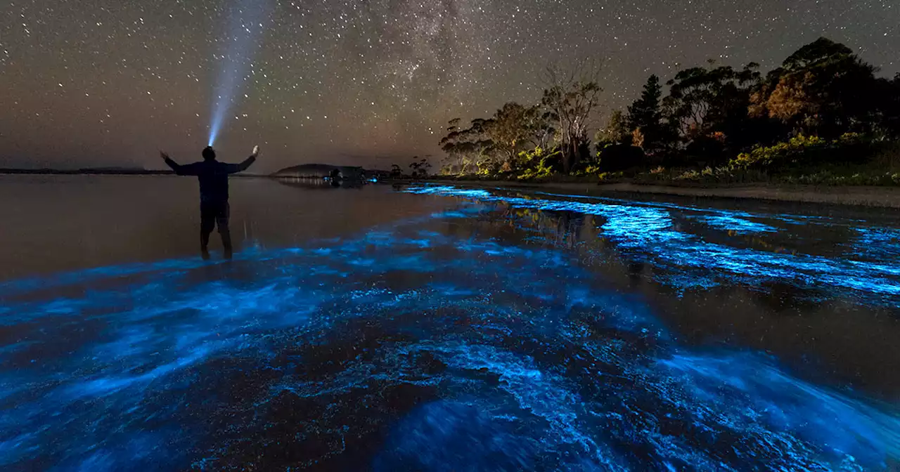 Scientists May Be Able to Fight Global Warming by Supercharging Plankton