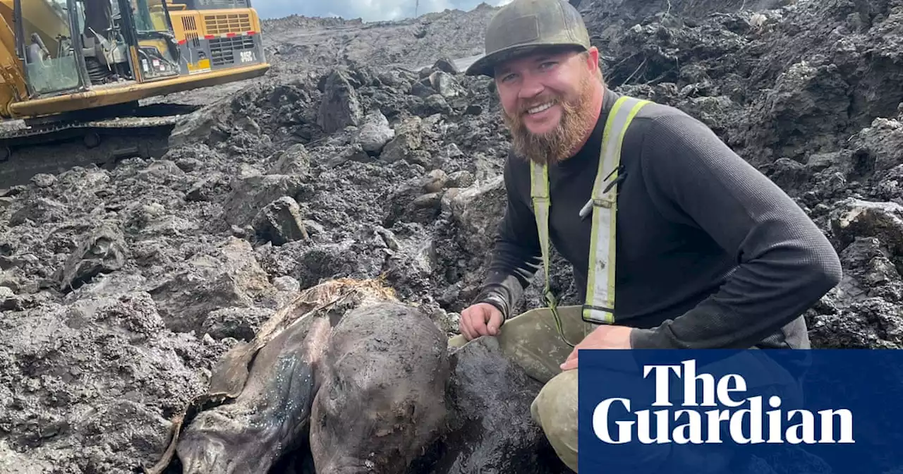 Experience: I unearthed a mammoth from the ice age