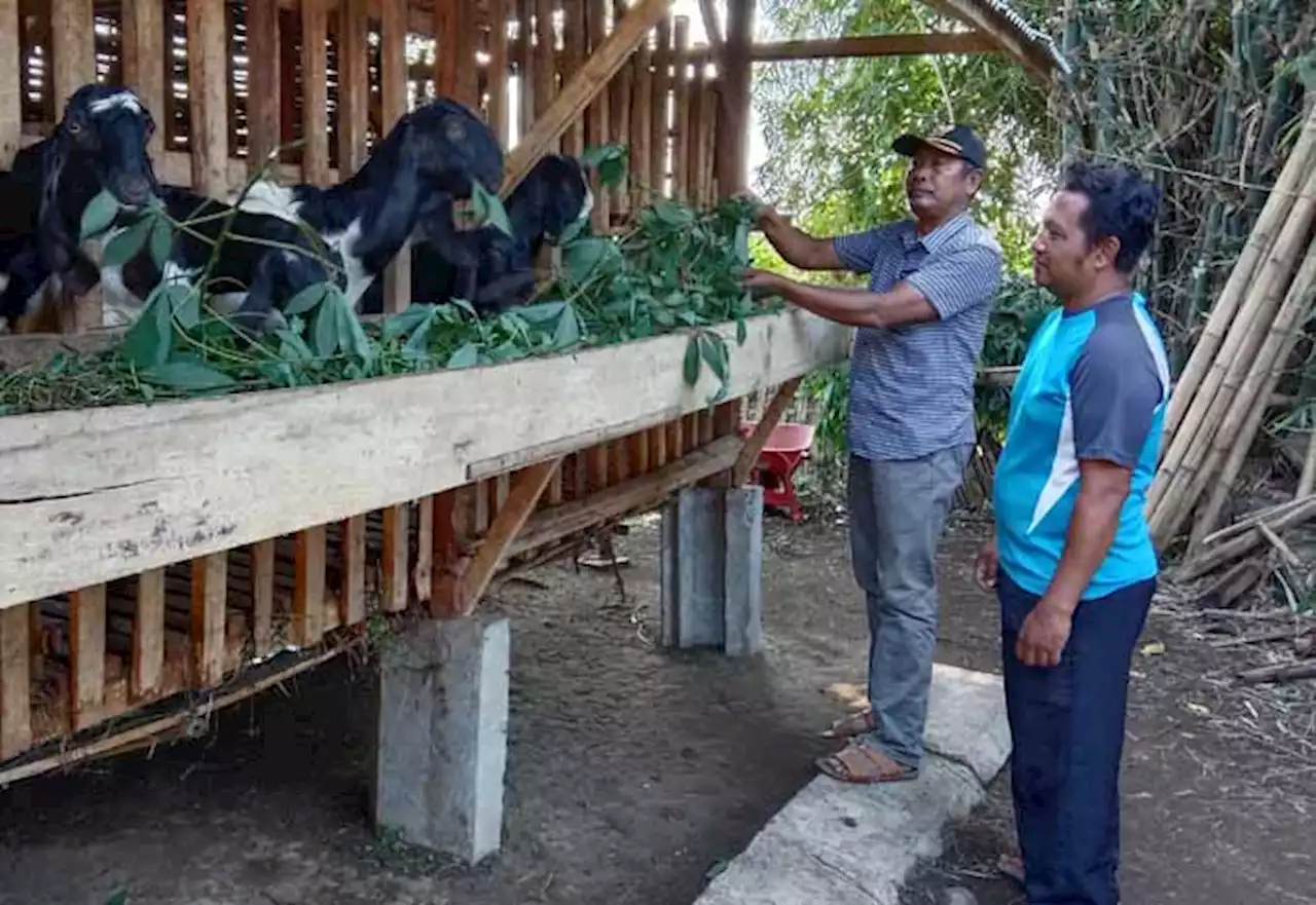 Klaim Nihil Temuan PMK Domba-Kambing di Kab Probolinggo