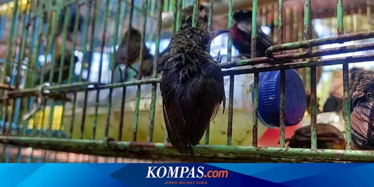 Ribuan Burung Dilindungi Asal Kalimantan Gagal Diperjualbelikan, 4 Orang Diamankan