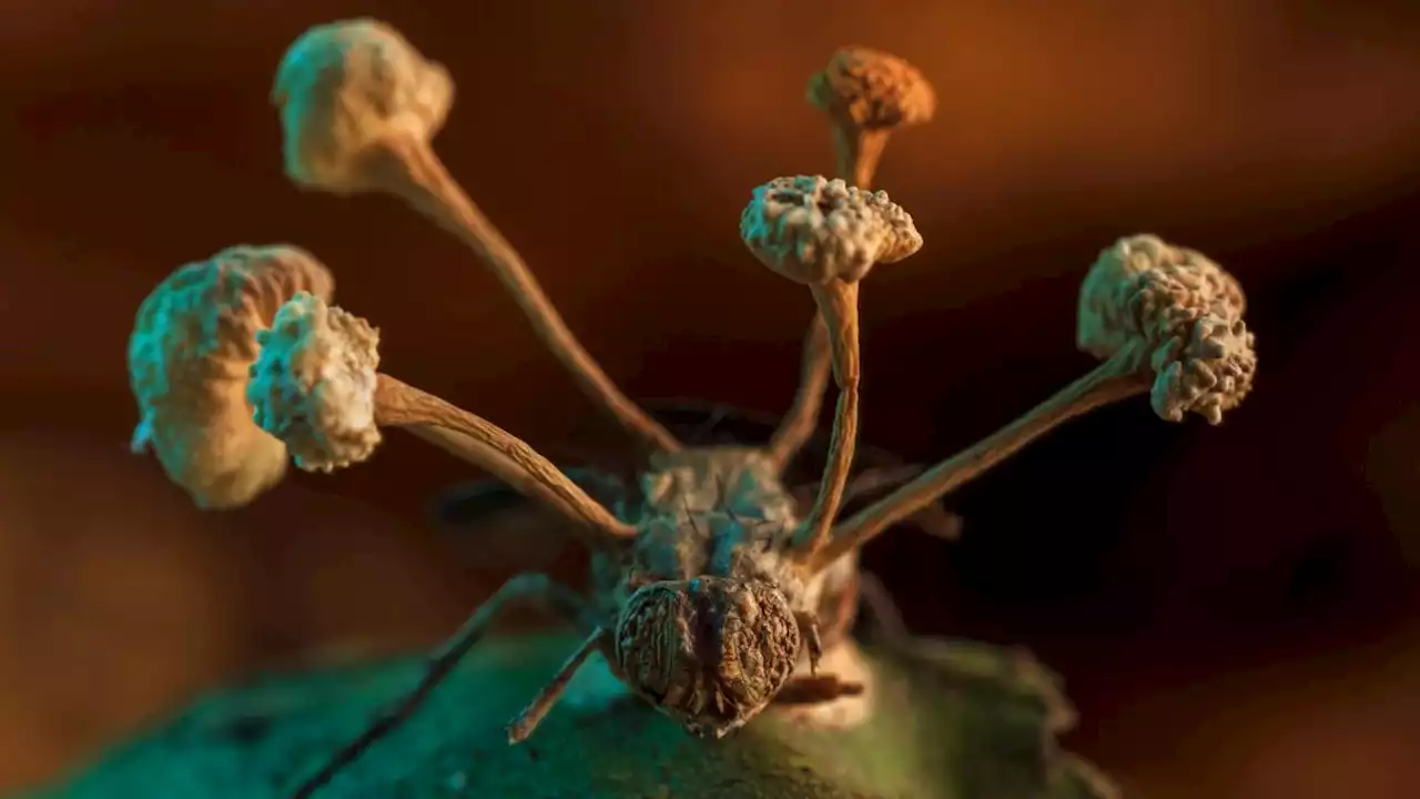 Amazonian 'zombie' fungus bursts through fly's body in grisly, contest-winning photo