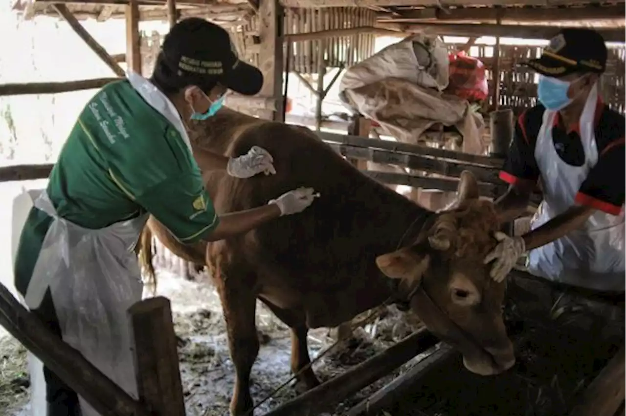 Kasus Aktif PMK di Sulsel Masih Tinggi