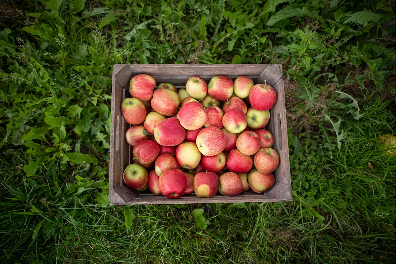 Apfelsaison startet: Landwirte erwarten „hervorragende“ Ernte